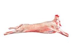 Lamb Whole